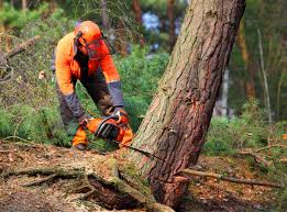 Professional Tree Removal and Landscaping Services in Mcconnellstown, PA